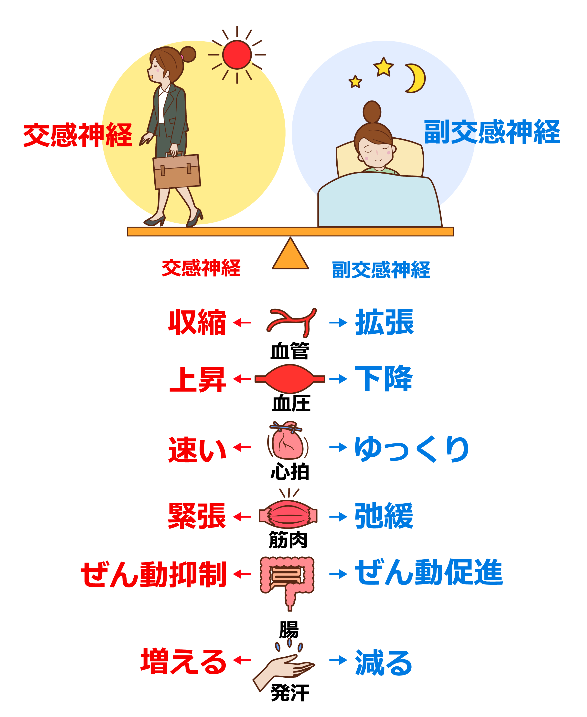 交感神経と副交感神経