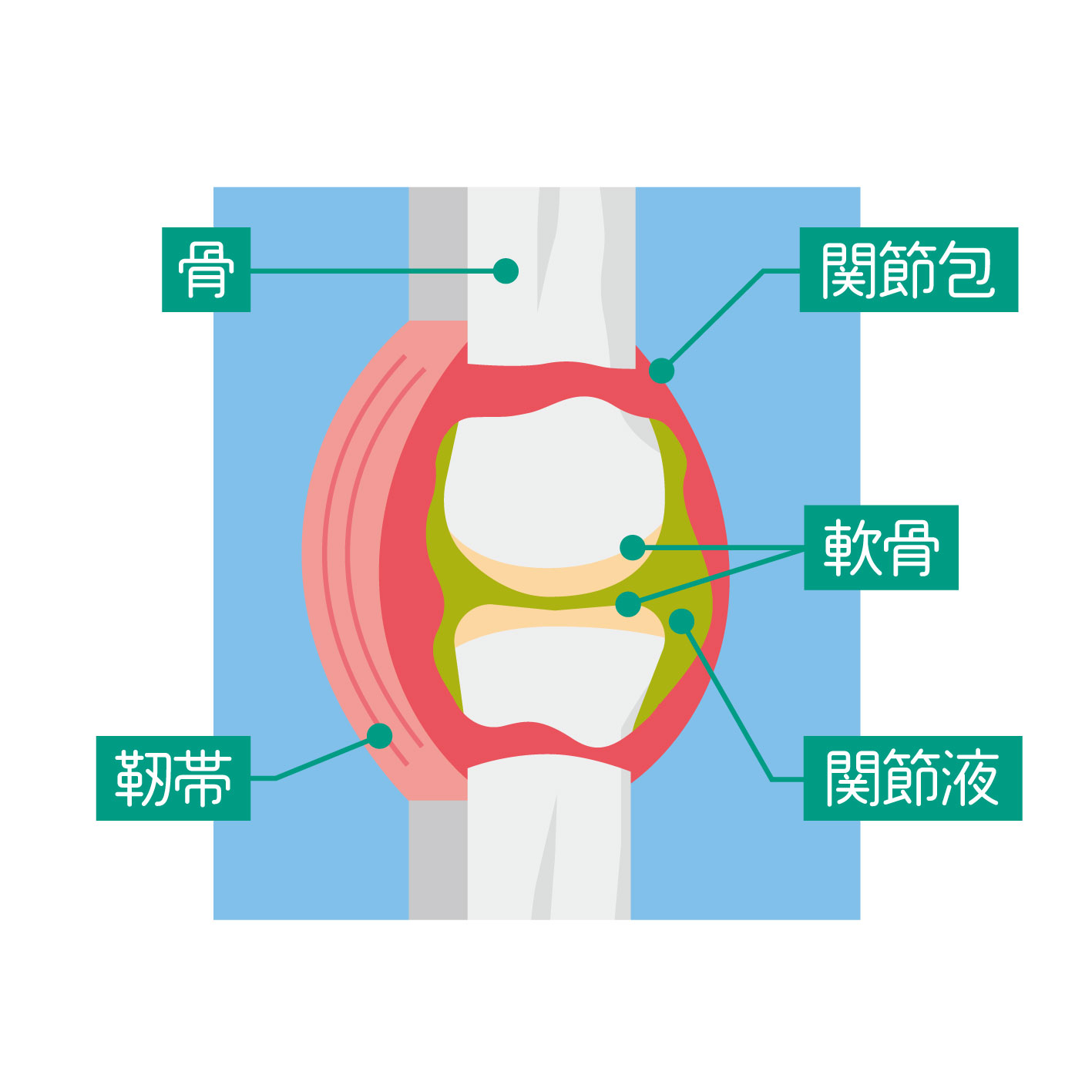 関節包の仕組み